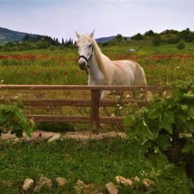kids Greece farm horses