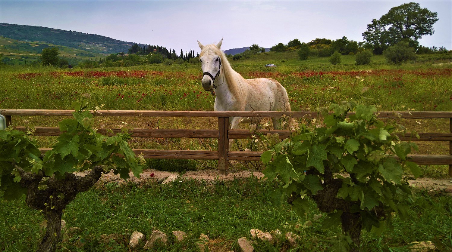 kids Greece farm horses