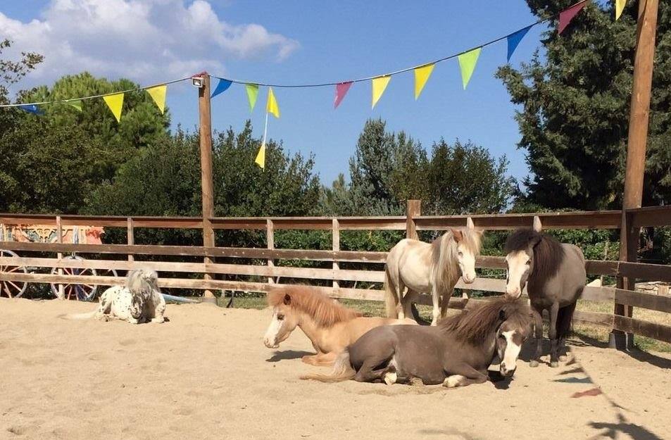 park ponnies Greece kids gentle carousel magic garden