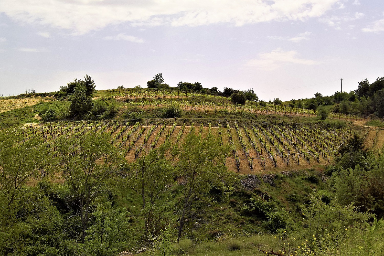 Peloponnese Corinthia Stymfalia vineyards kids Greece (253) - Mamakita.gr