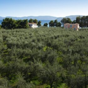 ermionis farm olive grove