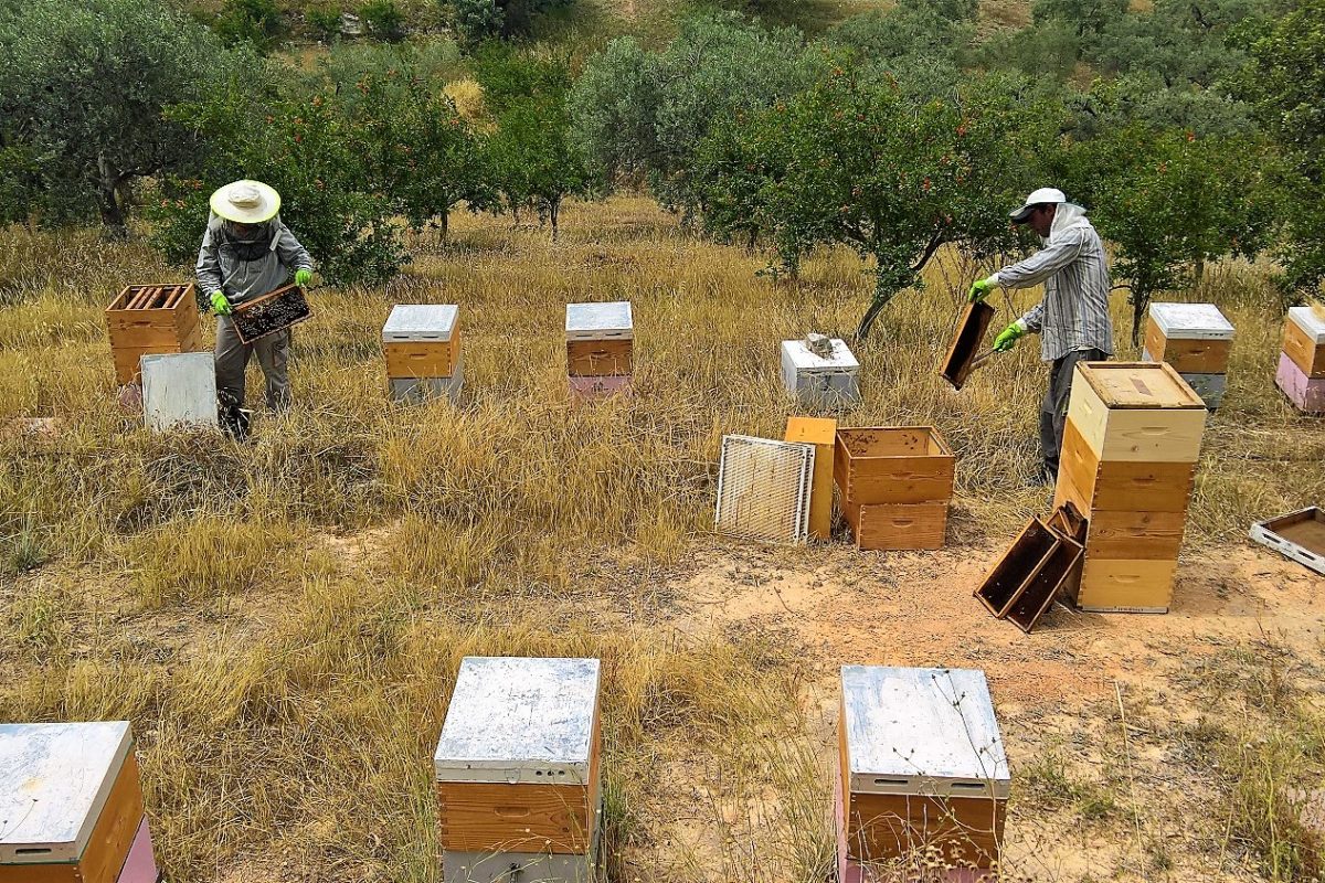beekeepers Ermionis Greece honey museum
