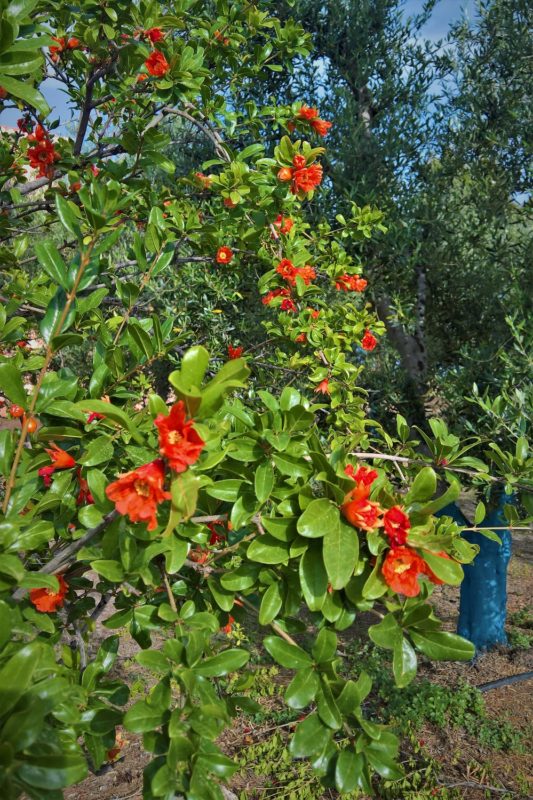 Mamakita.gr