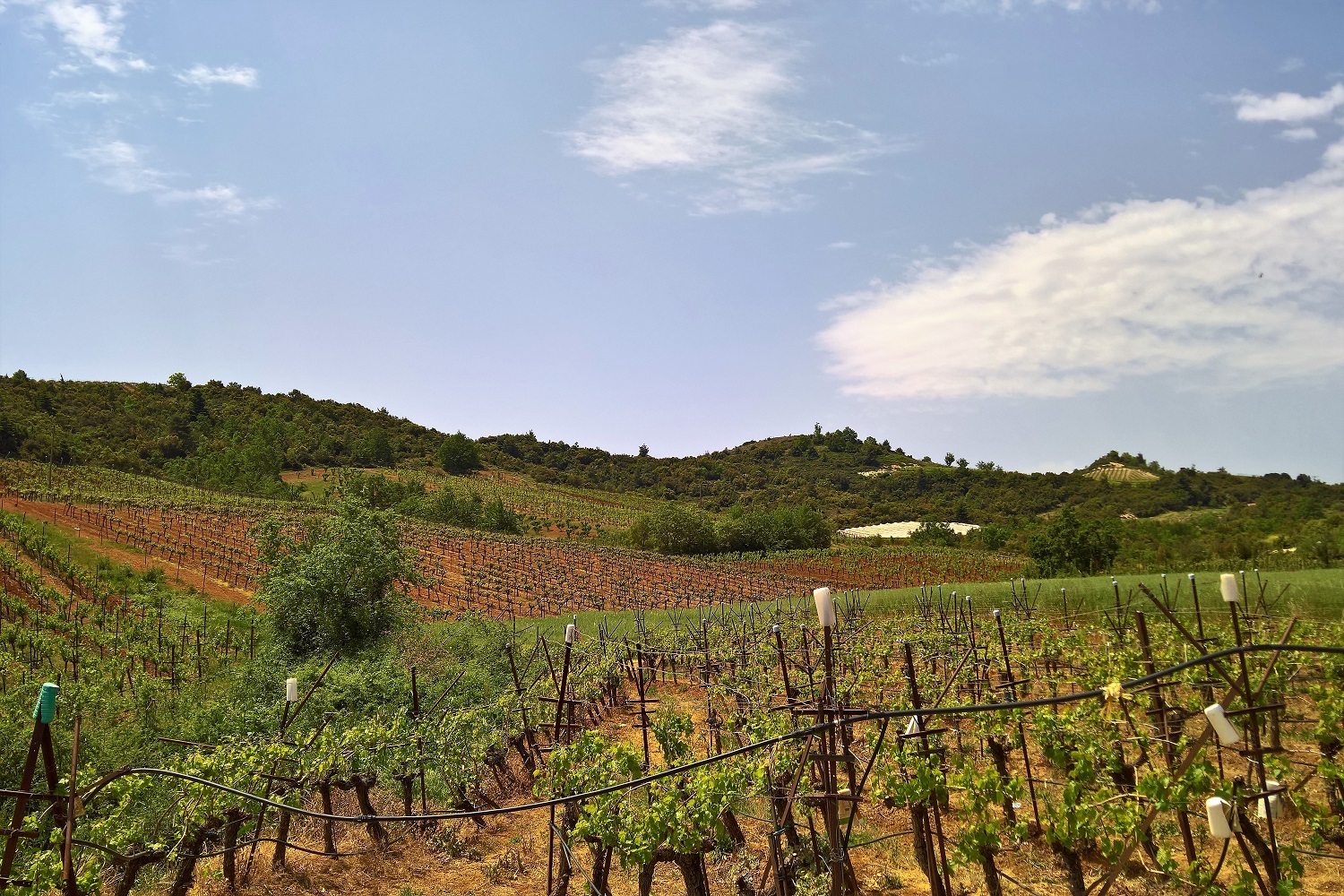 Peloponnese Greece kids Corinthia vineyards (7) - Mamakita.gr