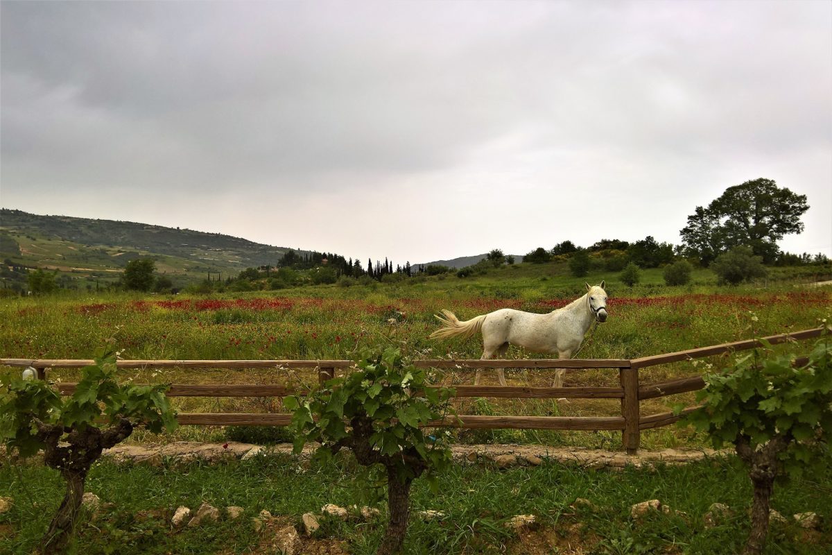 Mamakita.gr
