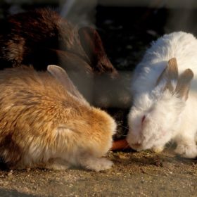 rabbit carrot farm Athens