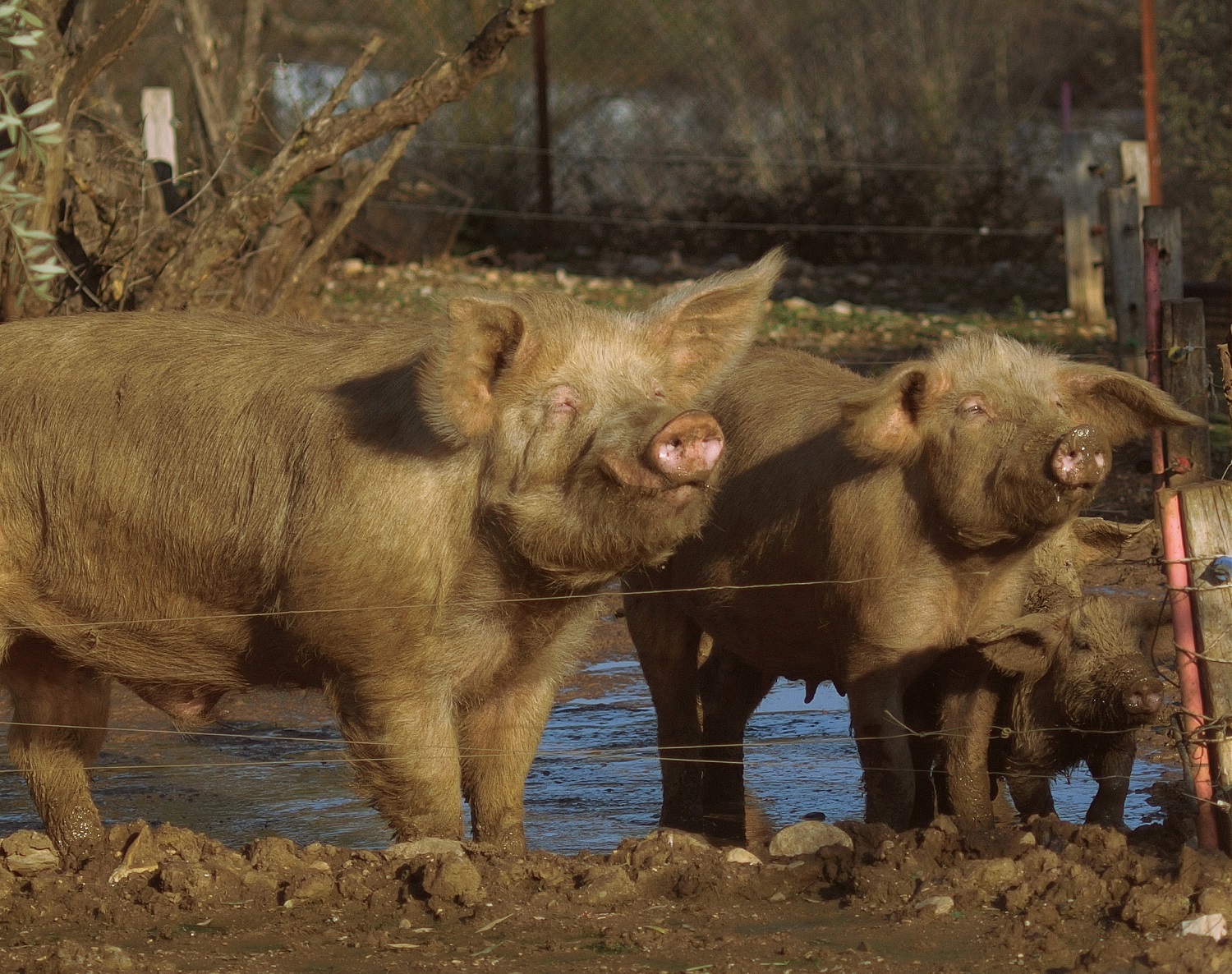 pigs farm