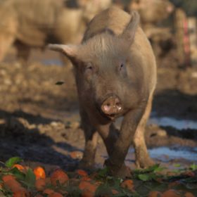 pigs eating feeding farm