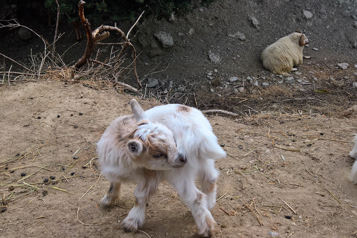 animals goat Greece farm