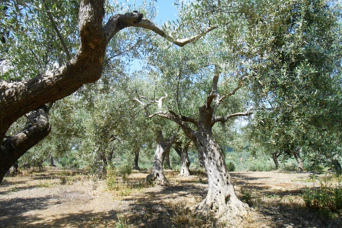 Mamakita.gr