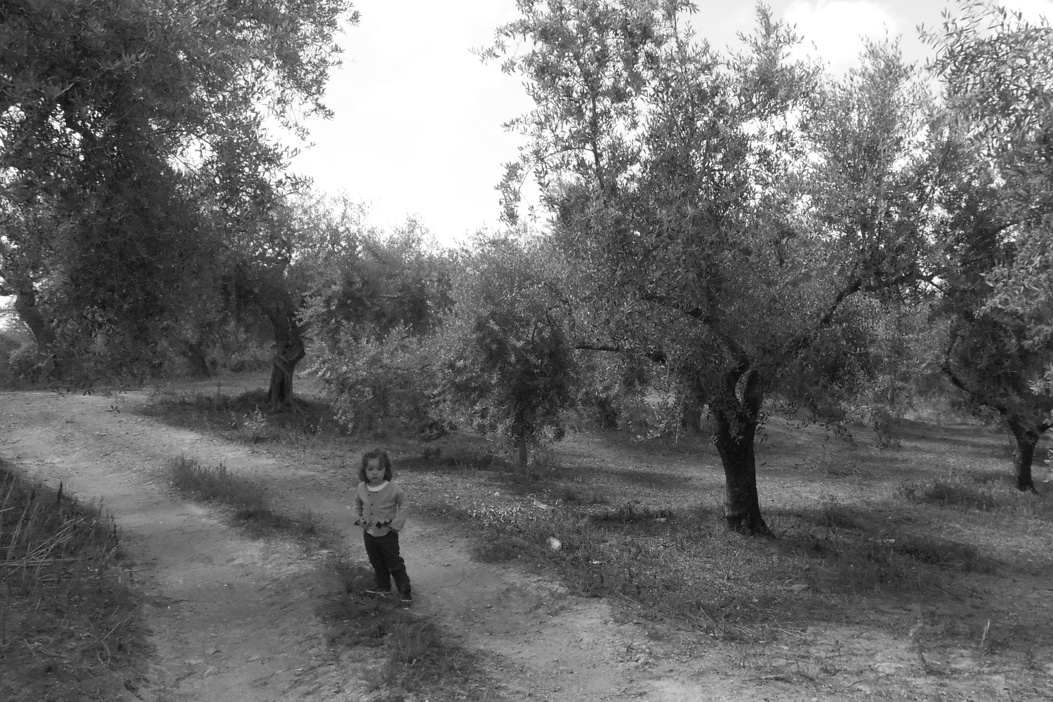 olive grove messenia messinia kid