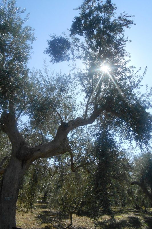 Mamakita.gr