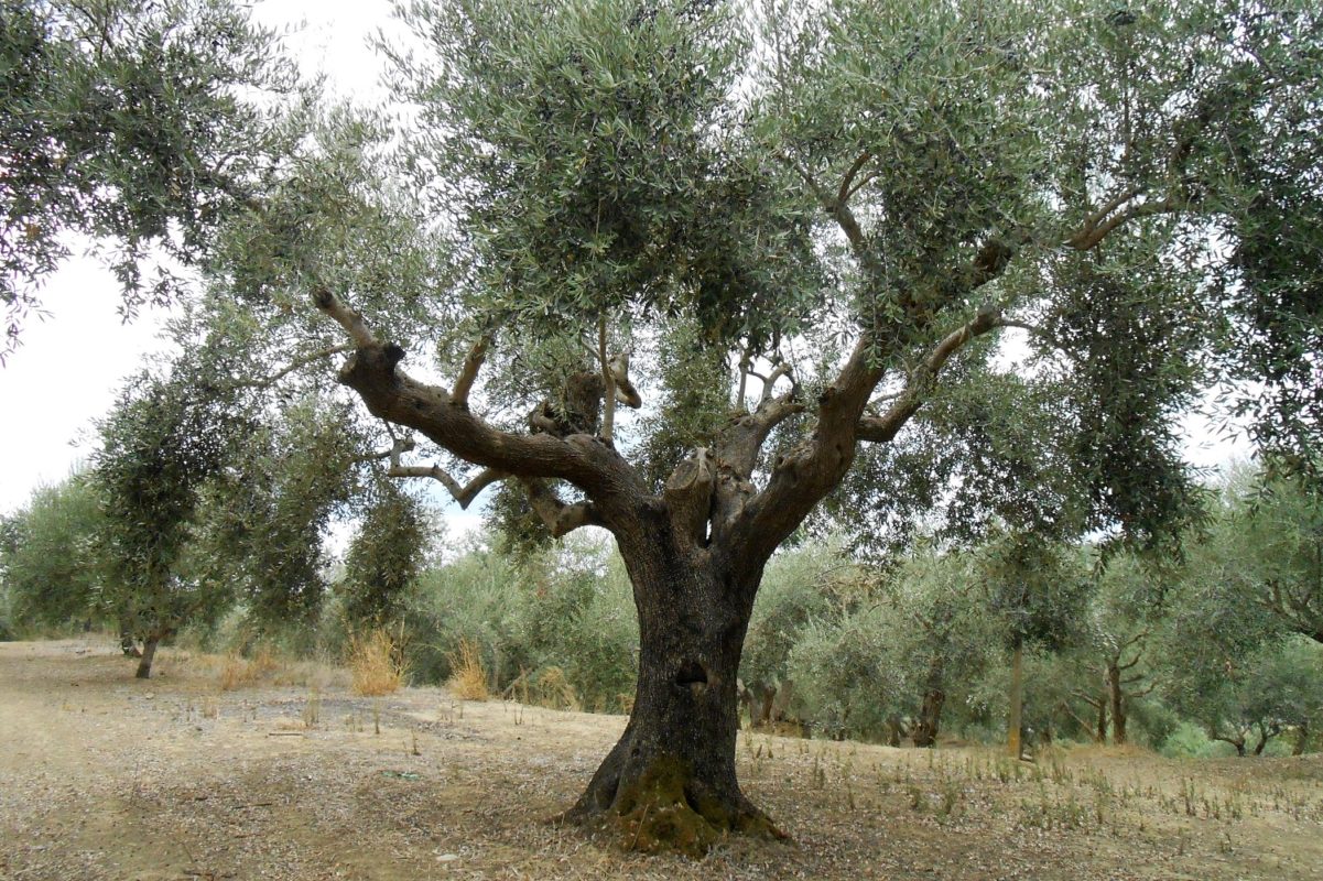 Mamakita.gr