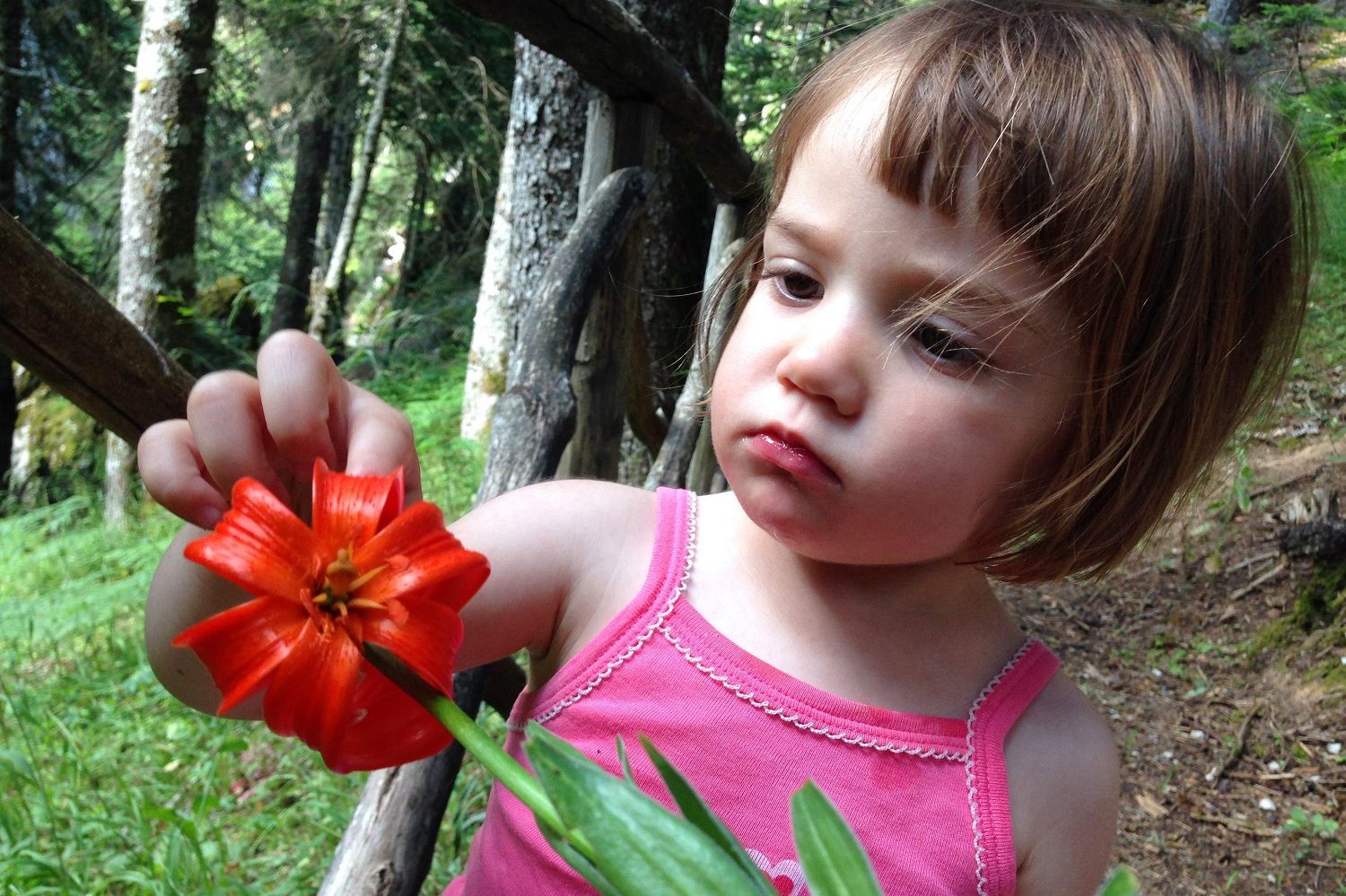 toddler parnassos flower