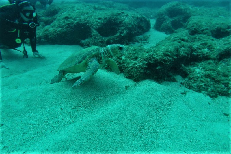 caretta crete diving greece