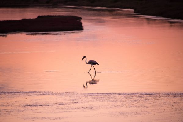birdwatching yalova lagoon flamingo greece