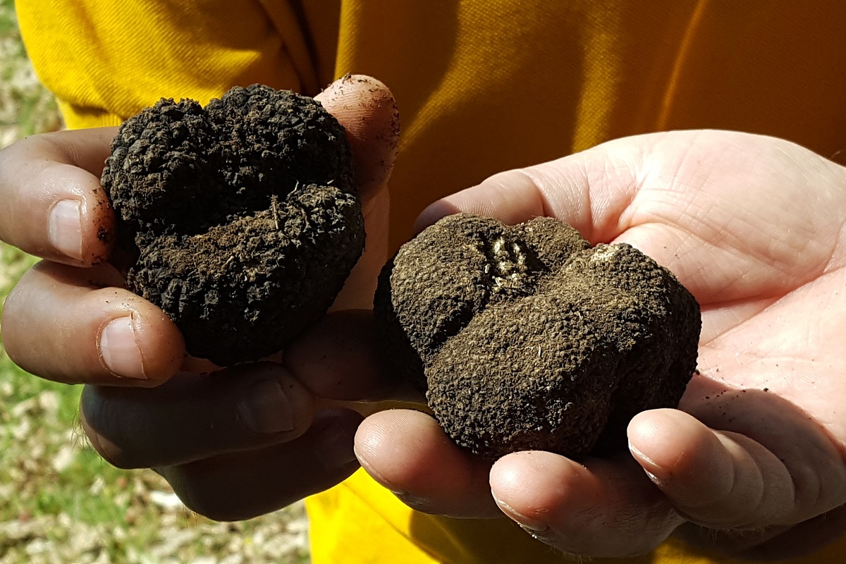 truffle hunting meteora