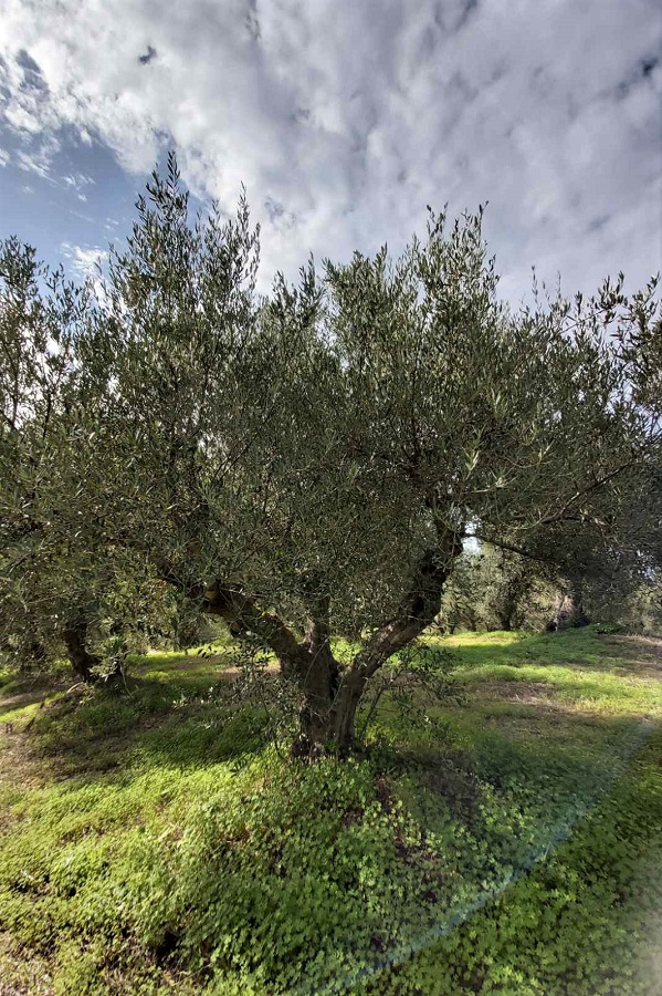 olive grove tour messinia